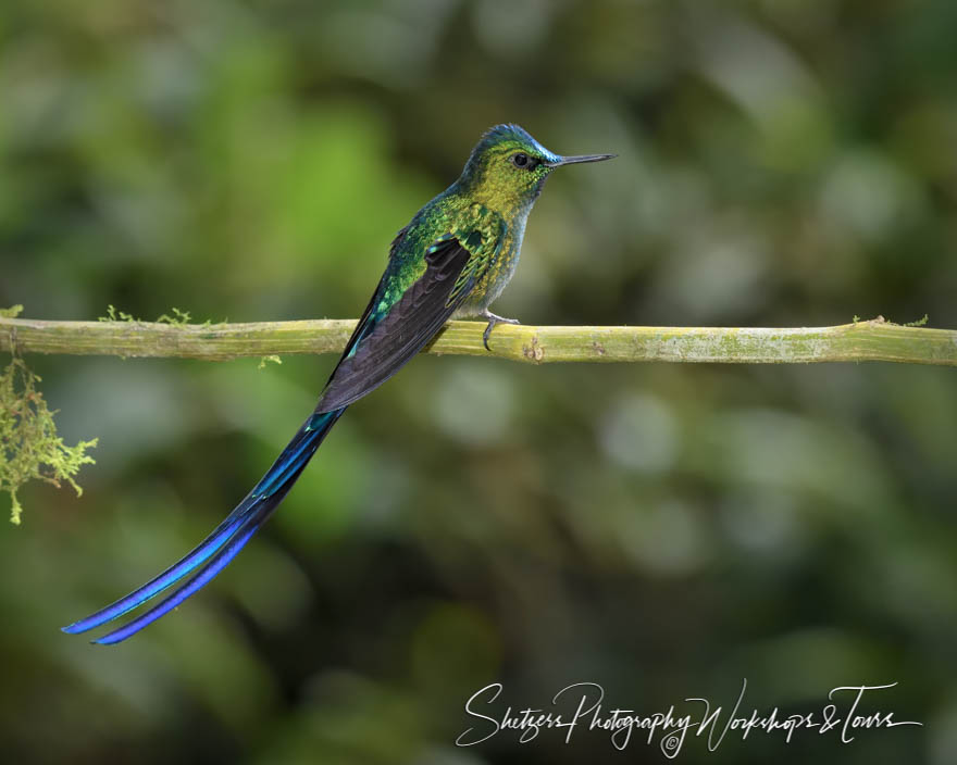 Photograph of Long Tailed Sylph Hummingbird in Ecuador 20190524 134919