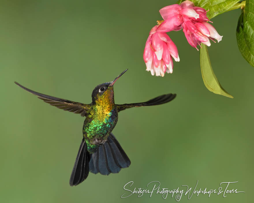 Photograph of a Fiery Throated Hummingbird 20190412 130705