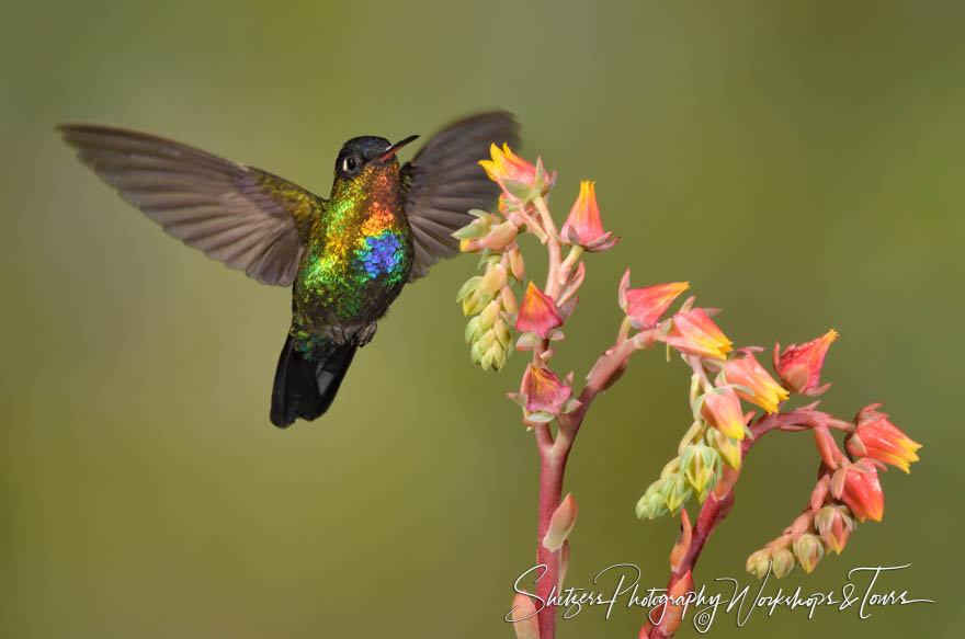 Picture of a Fiery Throated Hummingbird