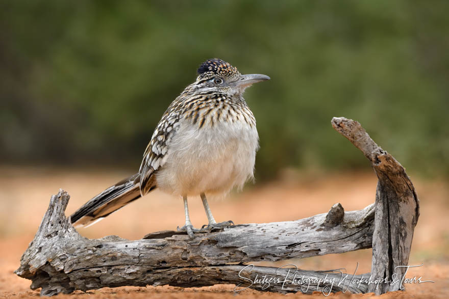 Picture of a Greater Roadrunner