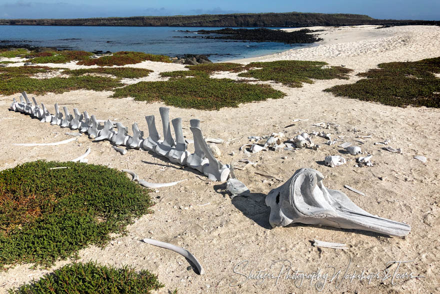 Pilot Whale Bones on Mosquera Beach 20200224 083140