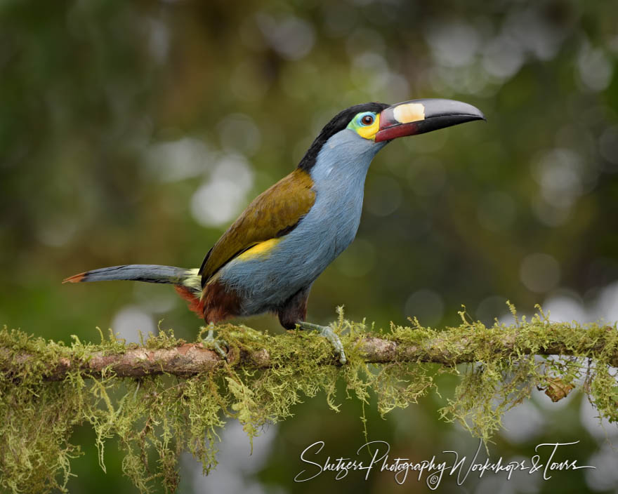 Plate Billed Mountain Toucan in Ecuador Cloud Forest 20190522 075703