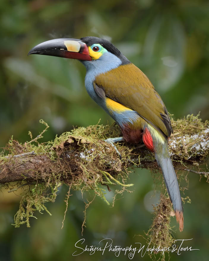 Plate Billed Mountain Toucan in Profile 20190529 080653