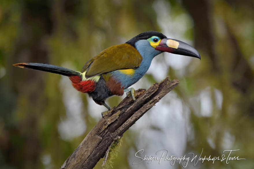 Plate Billed Mountain Toucan in the Mindo Cloudforest