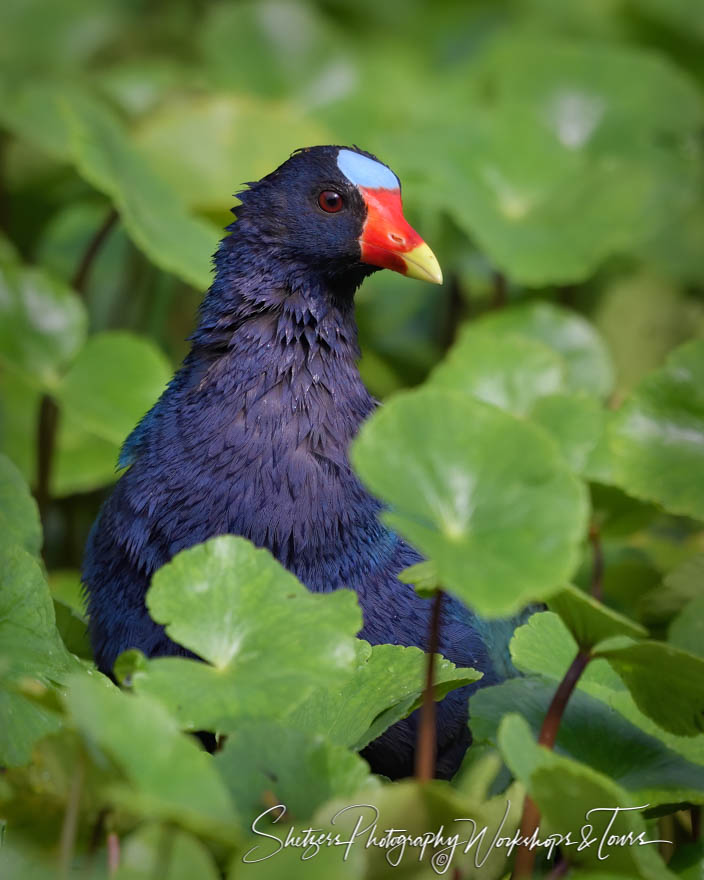 Purple Gallinule 20190408 070111