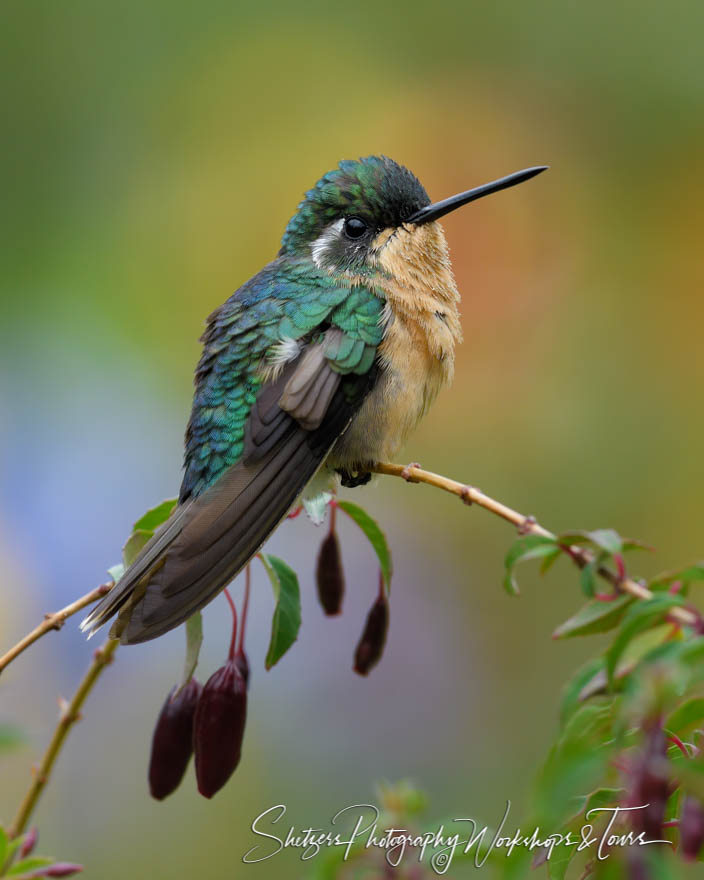 Purple Throated Mountain gem Hummingbird Photo 20180416 113941