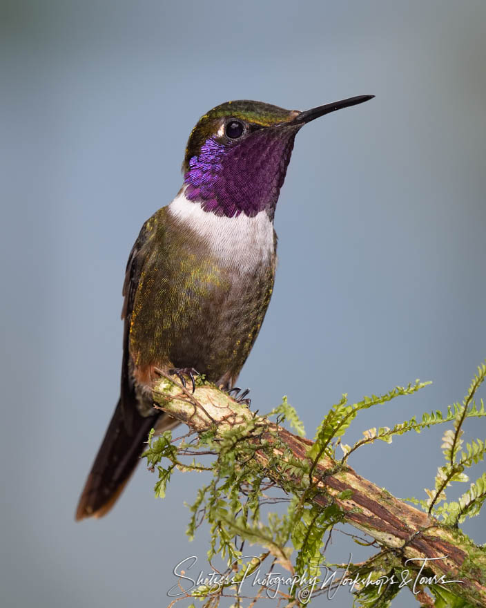 Purple Throated Woodstar in Ecuador