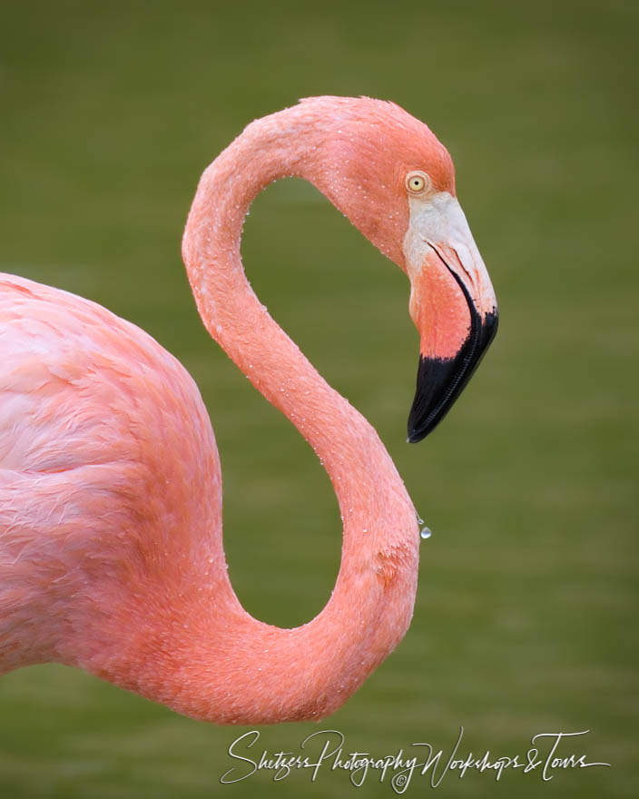 Rabida Island Greater Flamingo