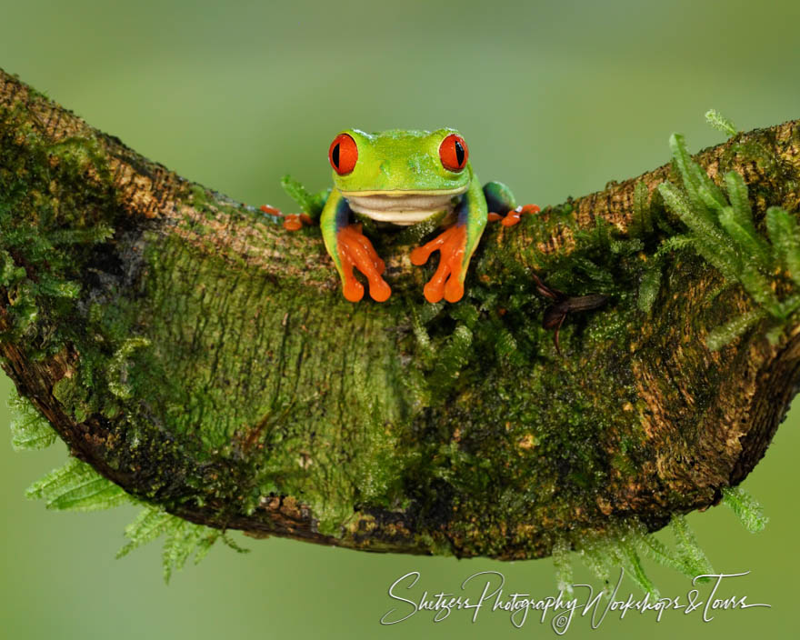 Red Eyed Tree Frog Photograph 20180330 110111