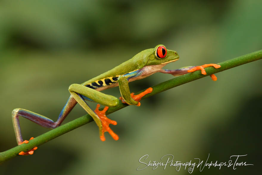 Red Eyed Tree Frog Walking 20180412 104349