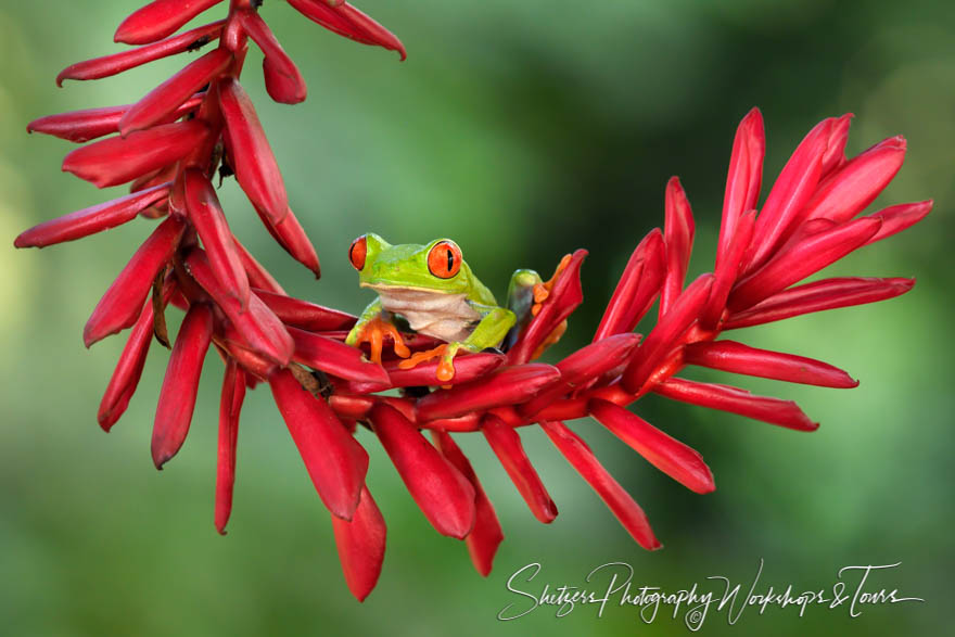 Red Eyed Tree Frog in Sarapiqui Costa Rica 20180329 142947