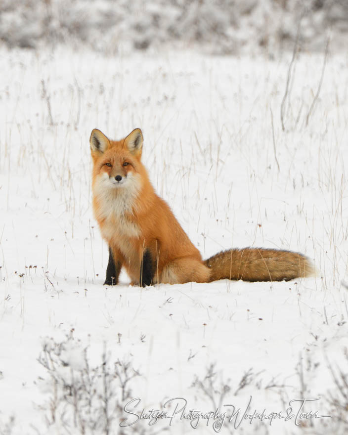 Red Fox in Alaska 20181121 091416