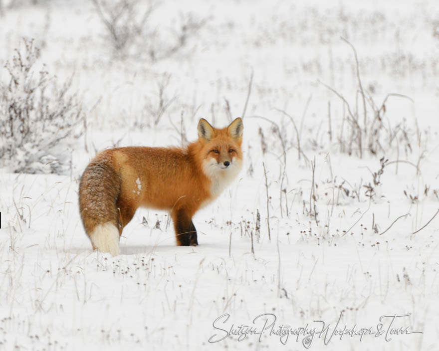 Red Fox in the Snow 20181121 091845