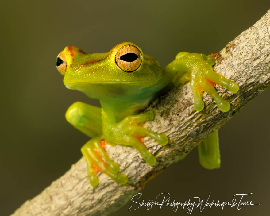 Red Webbed Tree Frog