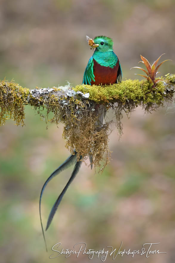 Resplendent Quetzal Feeding Chick 20190422 090658