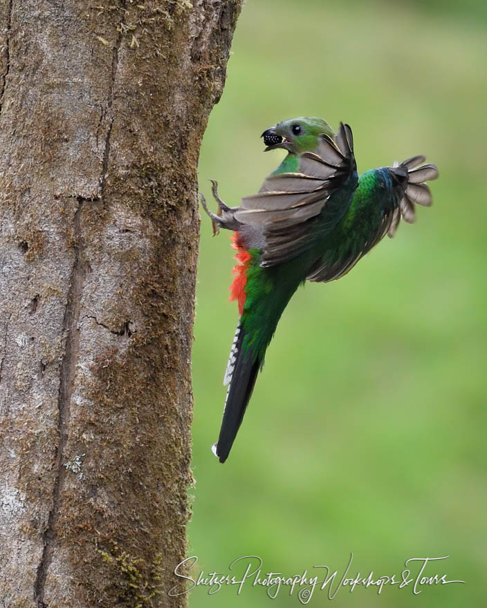 Resplendent Quetzal Female Returning to Nest