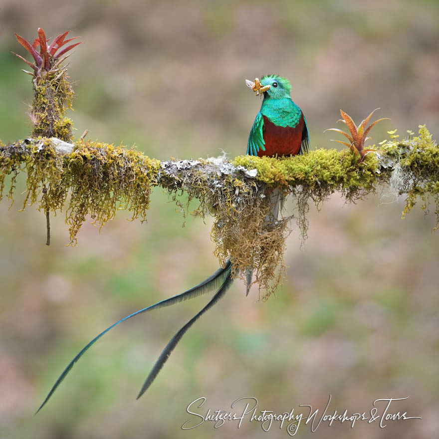 Resplendent Quetzal Male Gathering Food