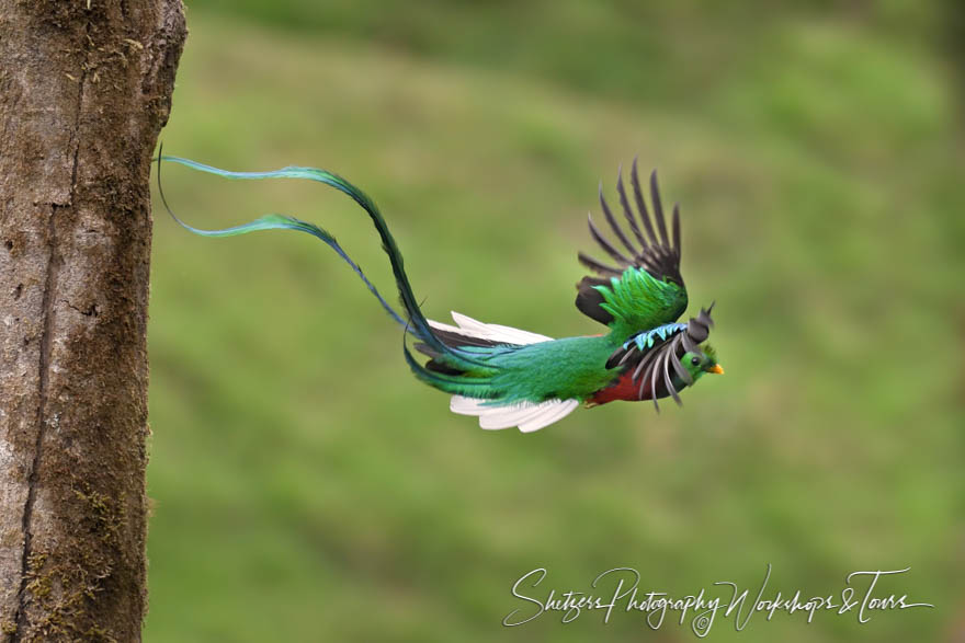 Resplendent Quetzal Male Leaving Nest