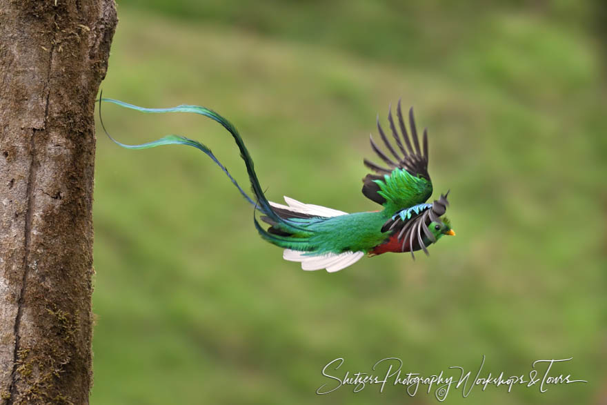 Resplendent Quetzal Male Leaving Nest 20190422 145542