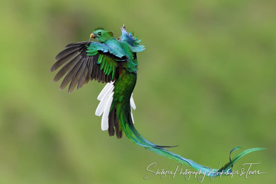 Resplendent Quetzal Male Returning To Nest
