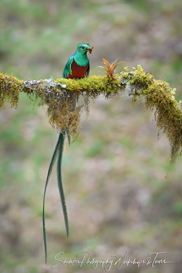 Resplendent Quetzal Male With Food