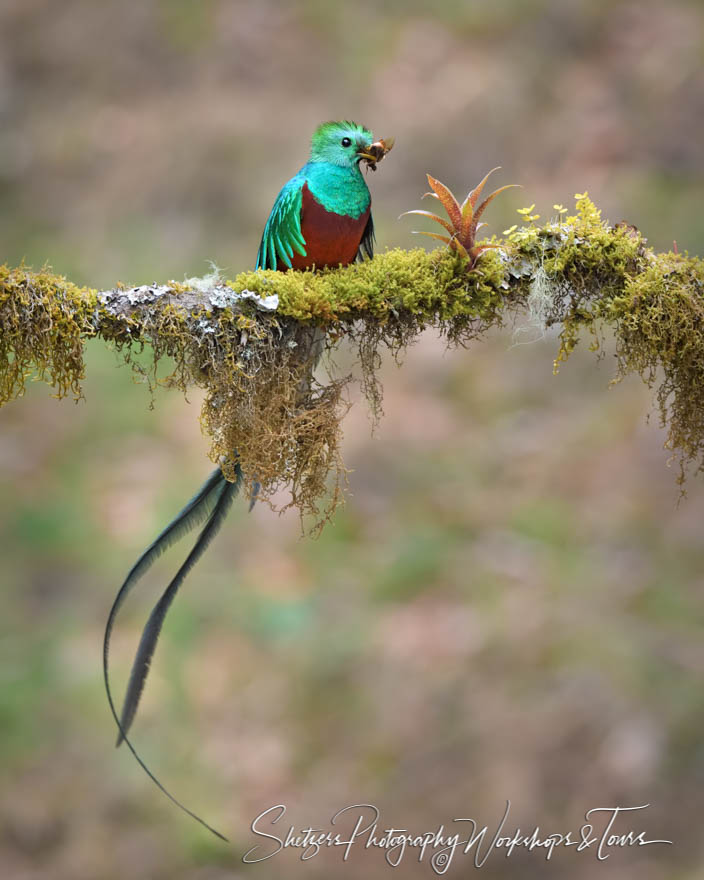 Resplendent Quetzal Male With Food For Young Chick