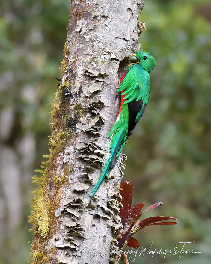 Resplendent Quetzal Male at Nest 20160420 075628