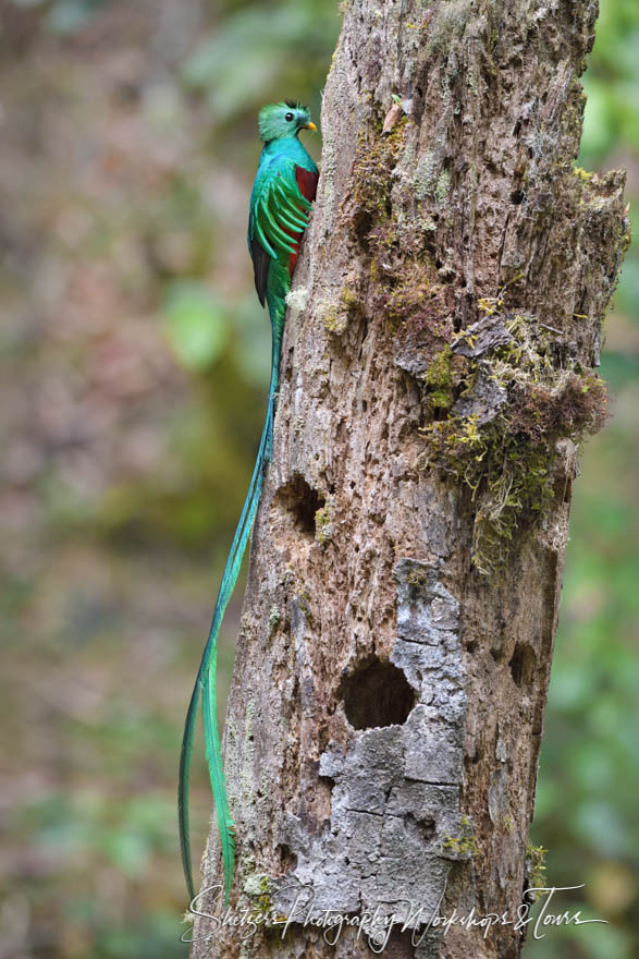 Resplendent Quetzal Male at Nest