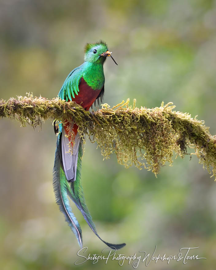 Resplendent Quetzal Male with Food for Chicks 20190422 153652