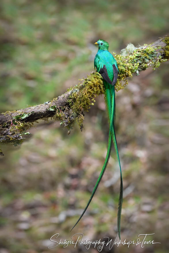 Resplendent Quetzal With Green Tail Feathers