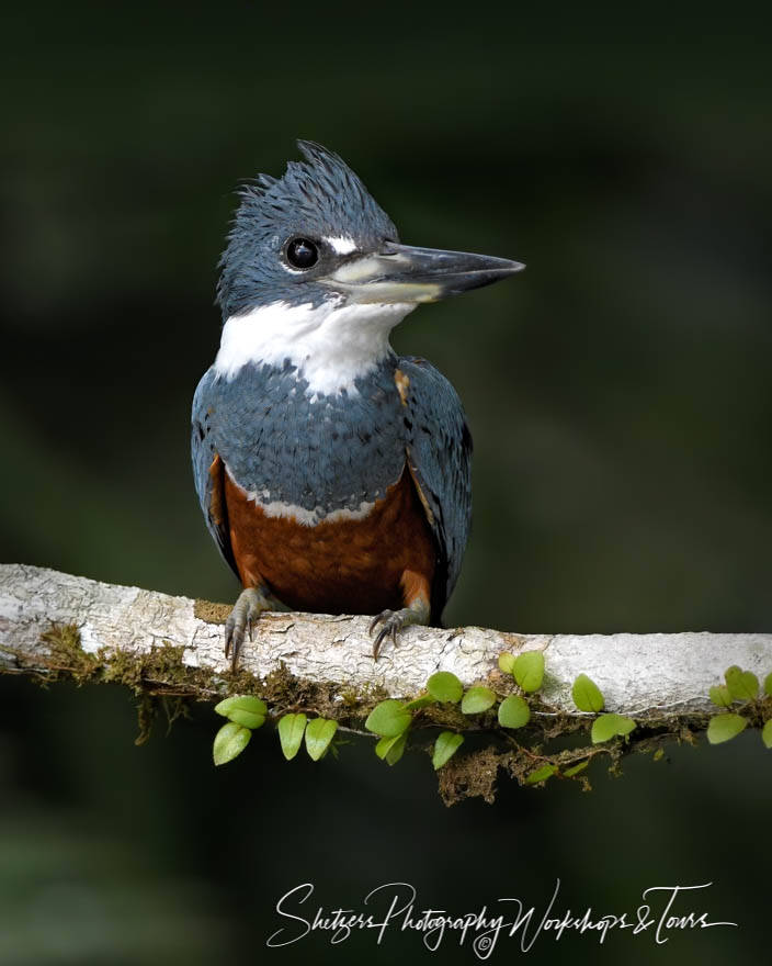 Ringed Kingfisher in Tortuguero National Park