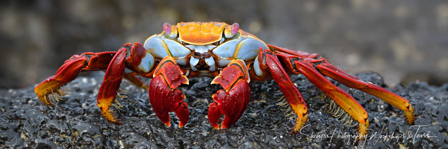 Sally Lightfoot Crab Close Up