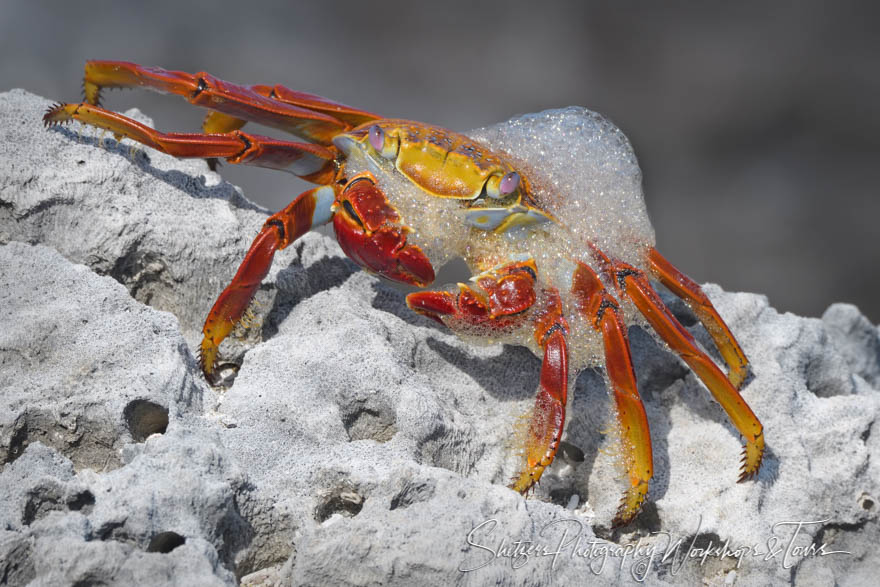 Sally Lightfoot Crab Molting and Shedding Shell