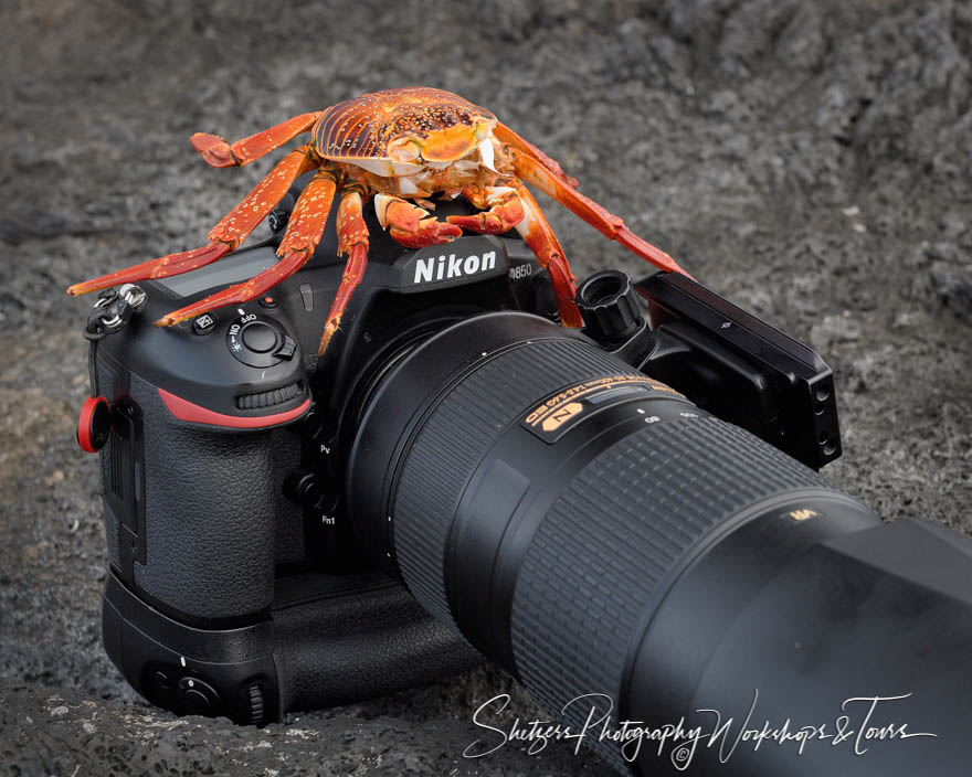 Sally Lightfoot Crab Shell and Camera 20200304 074251