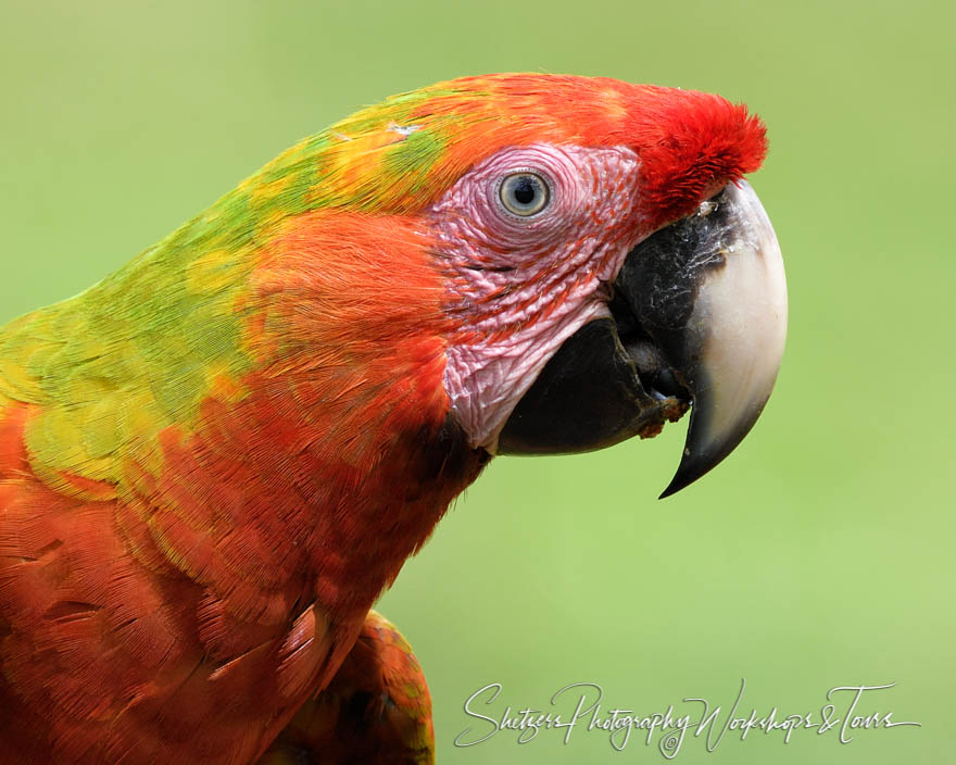 Scarlet Macaw Close Up