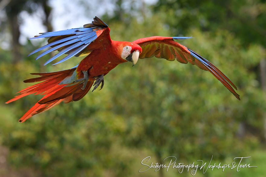 Scarlet Macaw Flying 20190407 075415