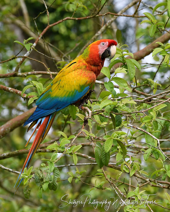 Scarlet Macaw On Branch