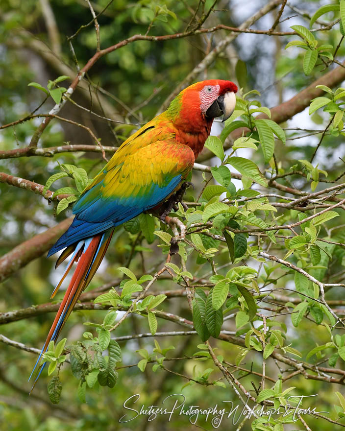 Scarlet Macaw On Branch 20190407 075421