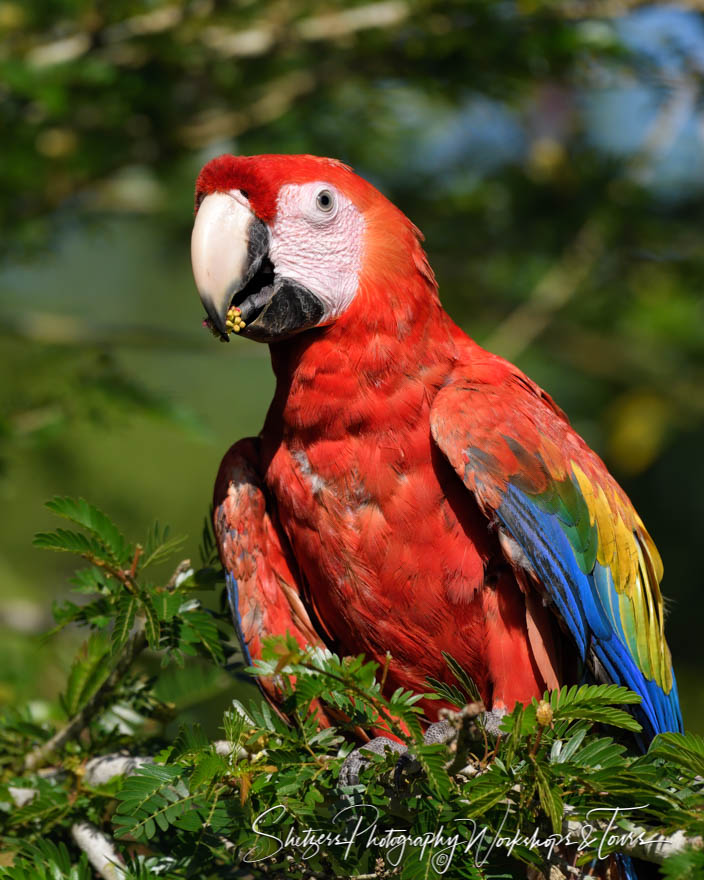 Scarlet Macaw Parrot in Costa Rica 20180401 064321