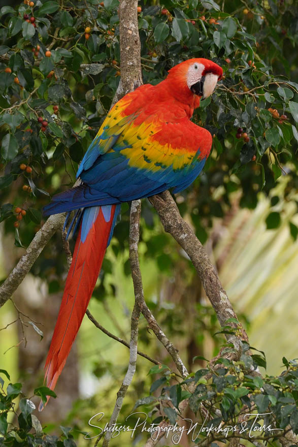 Scarlet Macaw Plumage Photo 20190407 082912