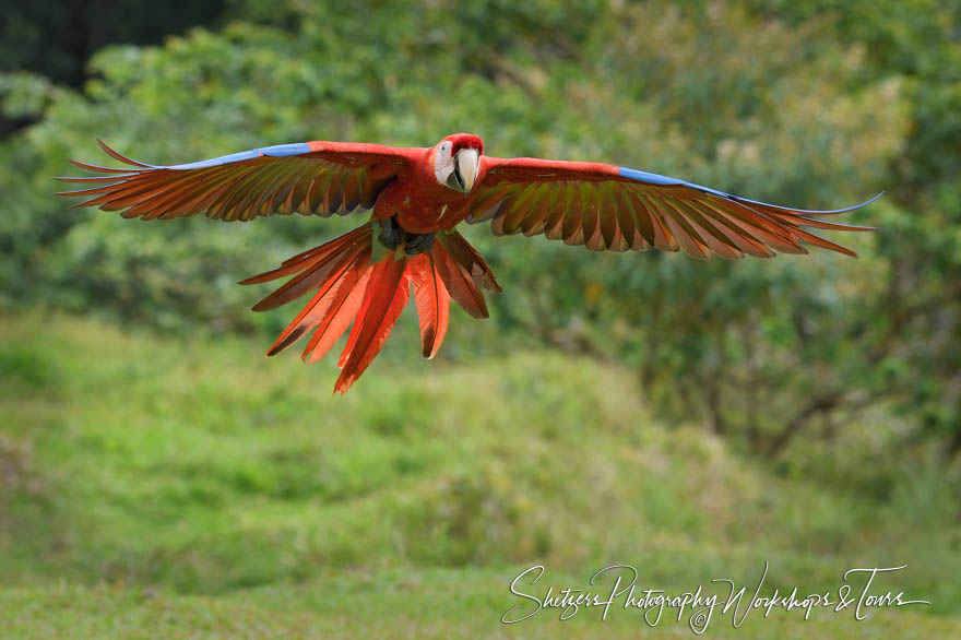Scarlet Macaw With Wings Spread in Costa Rica