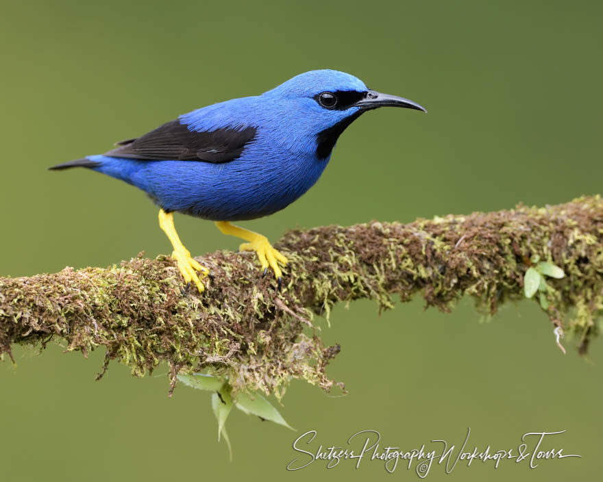 Shining Honeycreeper Tropical Bird Photo 20190406 125232