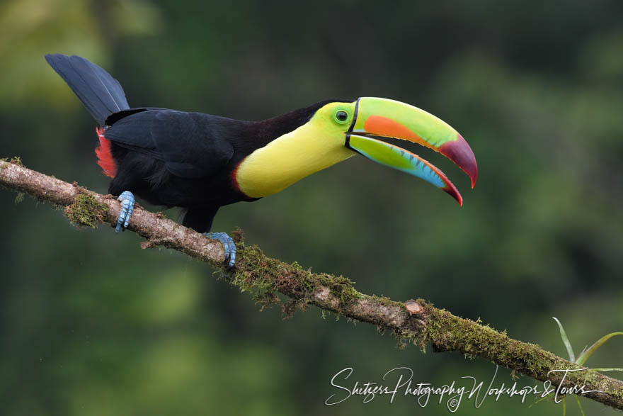 Smiling Keel Billed Toucan 20190406 072420