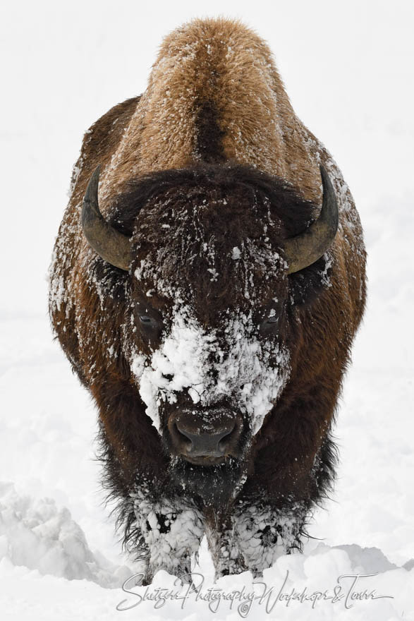 Snow Covered Bison in Yellowstone National Park