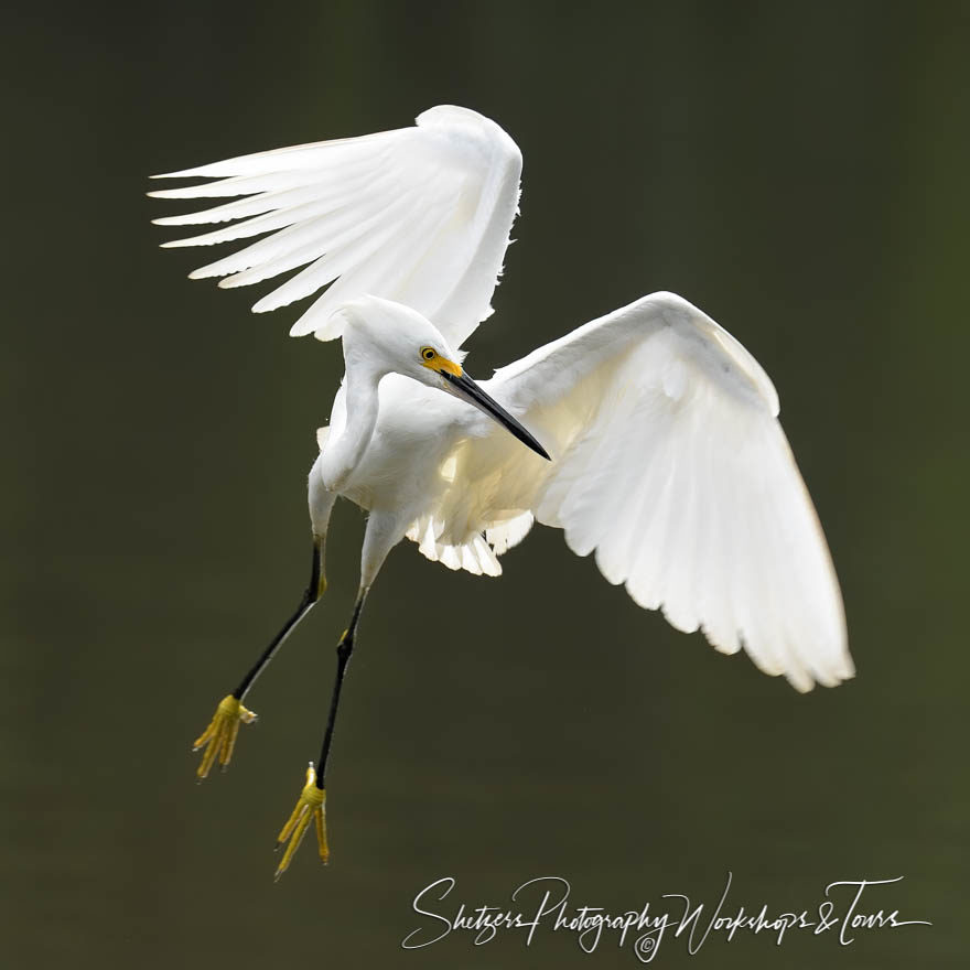 Snowy Egret in Flight