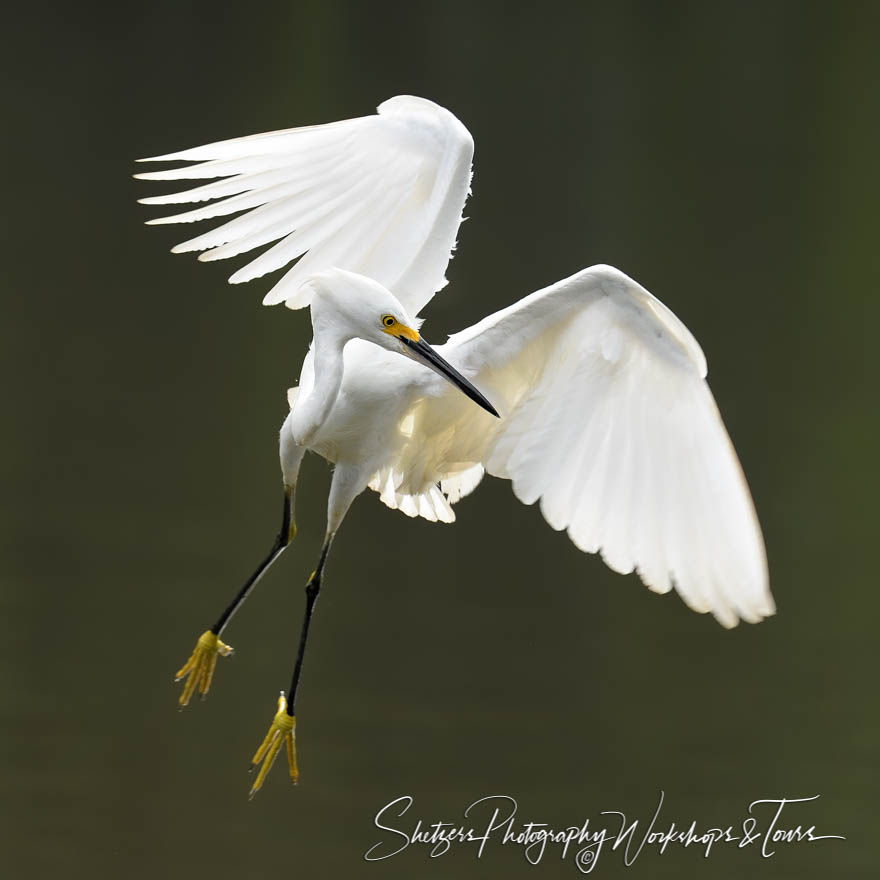 Snowy Egret in Flight 20180405 065454