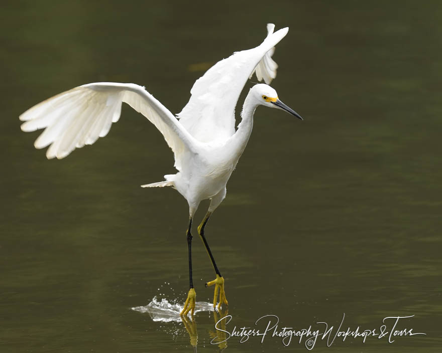 Snowy Egret with Wings Spread