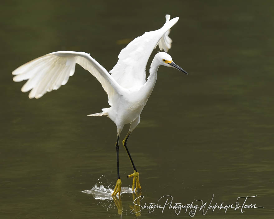 Snowy Egret with Wings Spread 20180405 065418