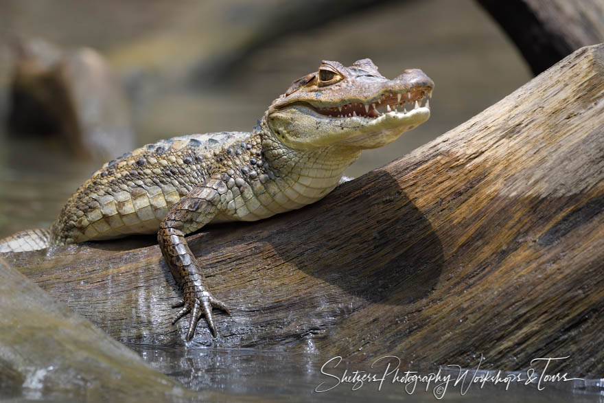 Spectacled Caiman Crocodile Grinning