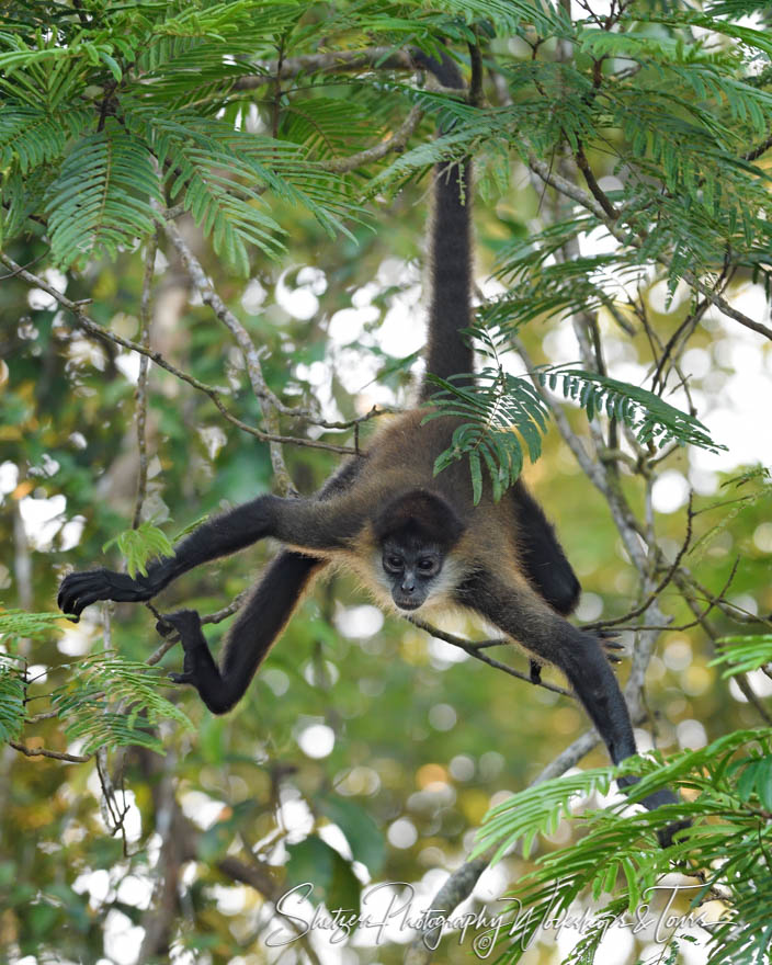 Spider Monkey Hanging By Tail